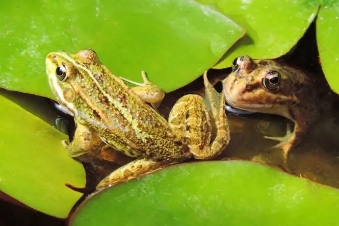 How To Attract Frogs To Your Garden Pond And Keep Them There